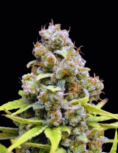 Semi CBD SharkShock (CBD Crew) 🌱 Indica Rilassante e Veloce