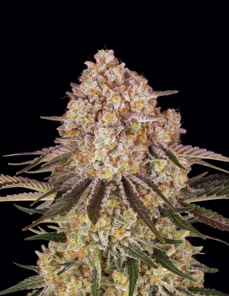 Semi AK-47 (Barneys Farm) 💥 Agrumi e Speziata