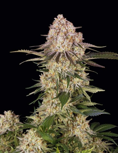 Semi AK-47 (Barneys Farm) 💥 Agrumi e Speziata