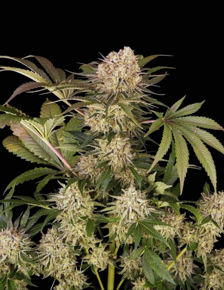 Semi AK-47 (Barneys Farm) 💥 Agrumi e Speziata