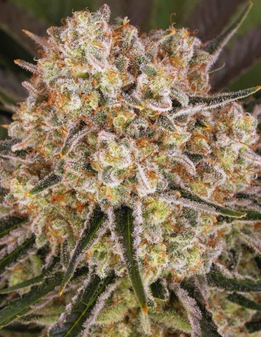 Semi AK-47 (Barneys Farm) 💥 Agrumi e Speziata