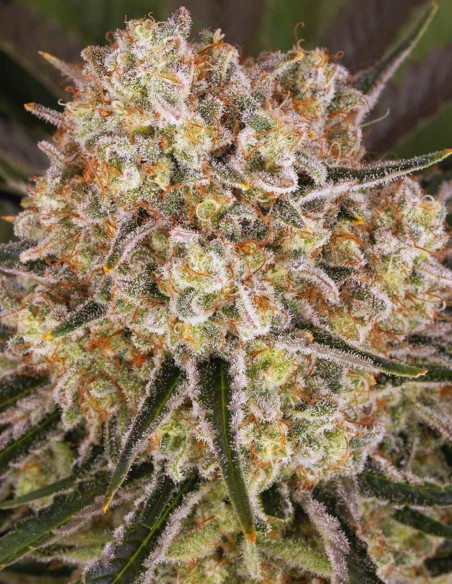 Semi AK-47 (Barneys Farm) 💥 Agrumi e Speziata