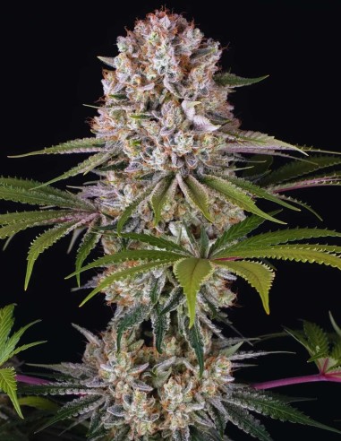 Graines Amnesia Haze (Barneys Farm) 🍋 Agrumes Légendaires