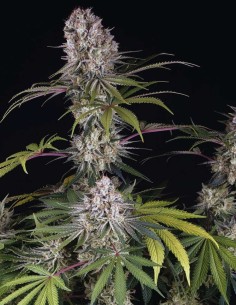 Graines Amnesia Haze (Barneys Farm) 🍋 Agrumes Légendaires 2