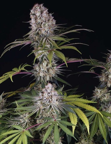 Graines Amnesia Haze (Barneys Farm) 🍋 Agrumes Légendaires
