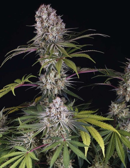 Graines Amnesia Haze (Barneys Farm) 🍋 Agrumes Légendaires