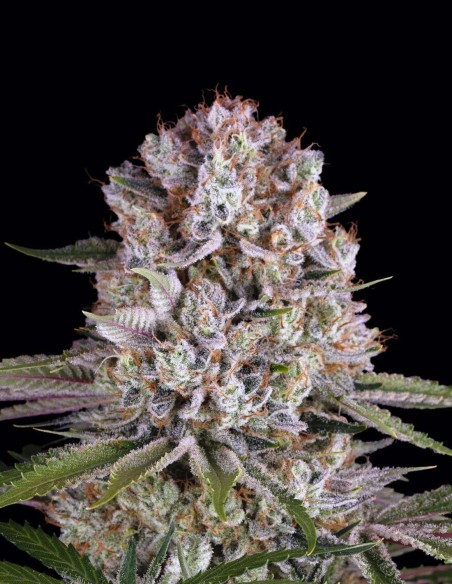 Graines Amnesia Haze (Barneys Farm) 🍋 Agrumes Légendaires