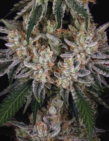 Graines Amnesia Haze (Barneys Farm) 🍋 Agrumes Légendaires