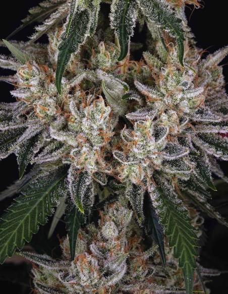 Graines Amnesia Haze (Barneys Farm) 🍋 Agrumes Légendaires
