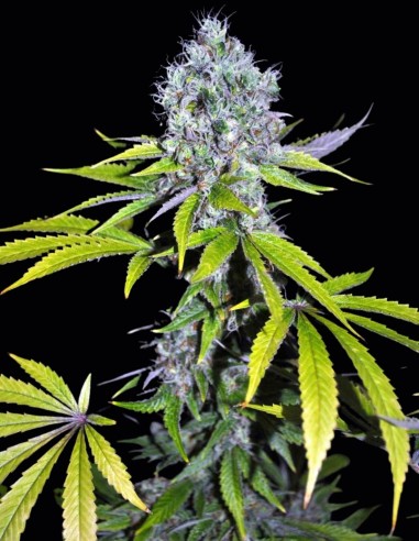 Semillas CBD Yummy (CBD Crew) 🌴 Calma tropical dulce