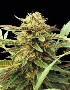 Semi CBD Therapy (CBD Crew) 🌱 Sapore dolce ed effetto calmante