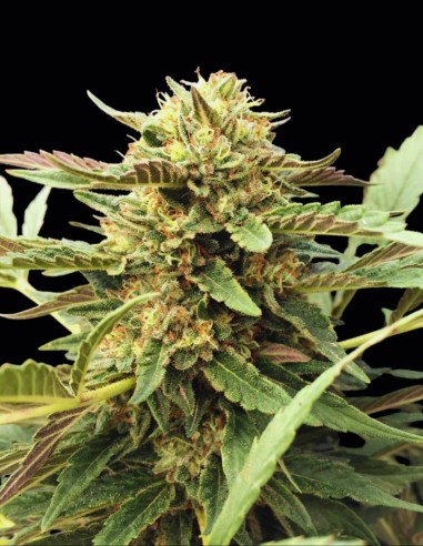 Semillas CBD Therapy (CBD Crew) 🌱 Sabor dulce y efecto calmado