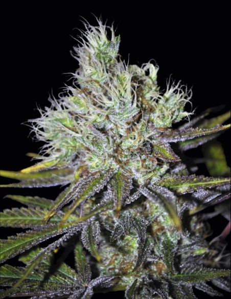 Graines CBD Sweet and Sour Widow (CBD Crew) 🌱 Unique