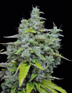 Semillas CBD Skunk Haze (CBD Crew) 🌱 Híbrido equilibrado