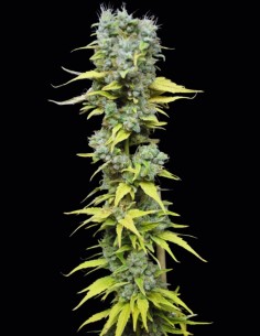 Semillas CBD Skunk Haze (CBD Crew) 🌱 Híbrido equilibrado 2