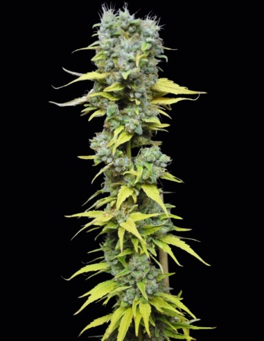 Semi CBD Skunk Haze (CBD Crew) 🌱 Ibrido bilanciato