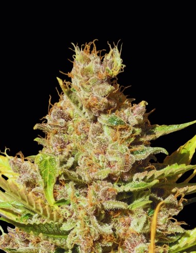 Alien Gorilla Seeds (Original Sensible Seeds) 🍋 Citrus Flavor