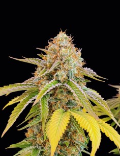 Alien Moonrocks Seeds (Original Sensible Seeds) 👽Extreme