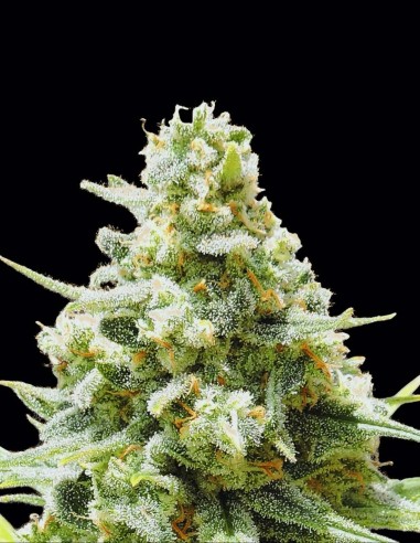 Semi Amnesia Lemon Kush (Original Sensible Seeds) 🍋 Intensa
