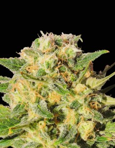 Auto AK XXL Seeds (Original Sensible Seeds) 🌿 High Yield