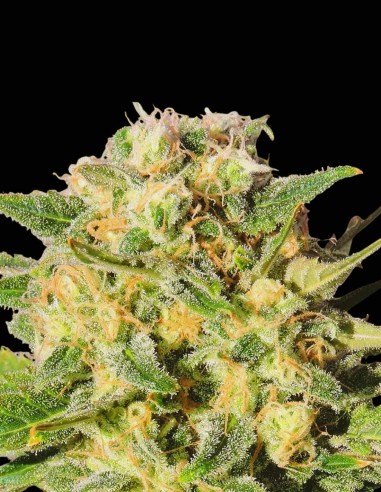 Auto AK XXL Seeds (Original Sensible Seeds) 🌿 High Yield