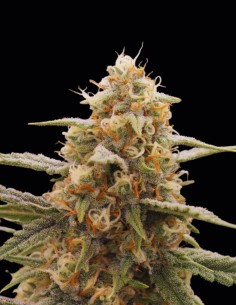 Apple Fritter Auto Seeds (Original Sensible Seeds) ⚡ Fast XL