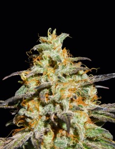 Biscotti Auto Seeds (Original Sensible Seeds) 🍪 Cookie Diesel