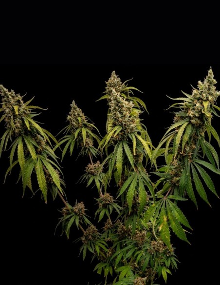 Semillas Brume Of Incense (ACE Seeds) 🌿 Perfiles únicos