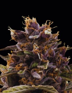 Black Dog Auto Seeds (Original Sensible Seeds) 🌿 Indica