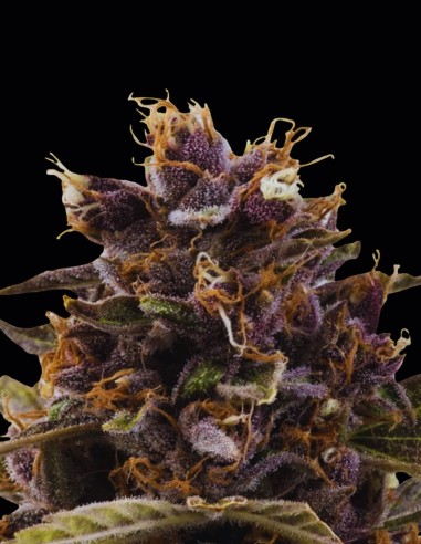 Black Dog Auto Seeds (Original Sensible Seeds) 🌿 Indica