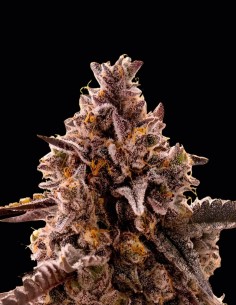 Black Orchid Auto Seeds (Original Sensible Seeds) 🍒 Sweet