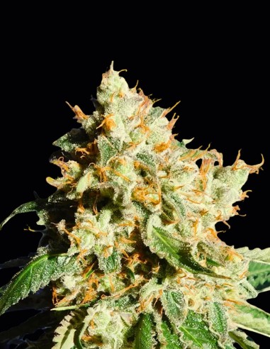 Blueberry Cookies Auto Seeds (Original Sensible Seeds) 🌱 Balanced
