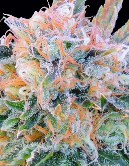 Auto Blueberry Ghost OG Seeds (Original Sensible Seeds) ⚡ Fast