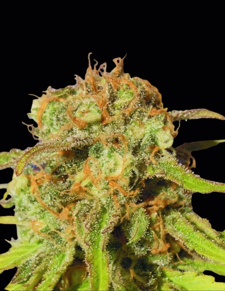 Bruce Banner 3 Auto Seeds (Original Sensible Seeds) 🌿 Easy Grow