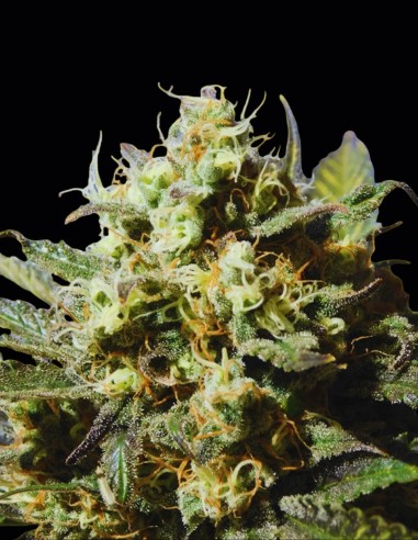 Cherry Alien Auto Seeds (Original Sensible Seeds) 🌱 Balance