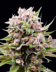 Auto Cotton Berry Rush Seeds (Original Sensible Seeds) 🍓 Sweet