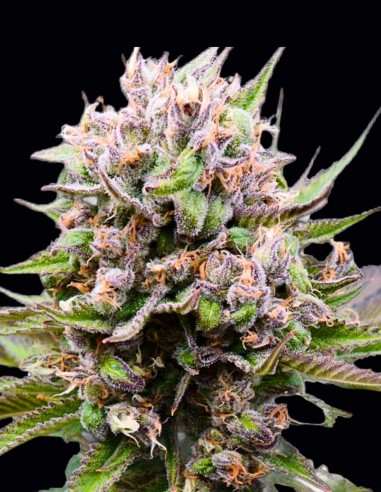 Auto Cotton Berry Rush Seeds (Original Sensible Seeds) 🍓 Sweet