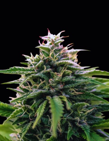 Creamzilla Auto Seeds (Original Sensible Seeds) 🍨 Dessert