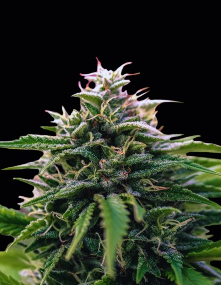 Creamzilla Auto Seeds (Original Sensible Seeds) 🍨 Dessert