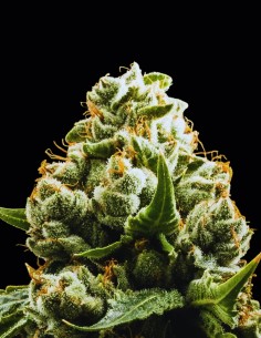 Do Si Dos Auto Seeds (Original Sensible Seeds) ⚡ Fast