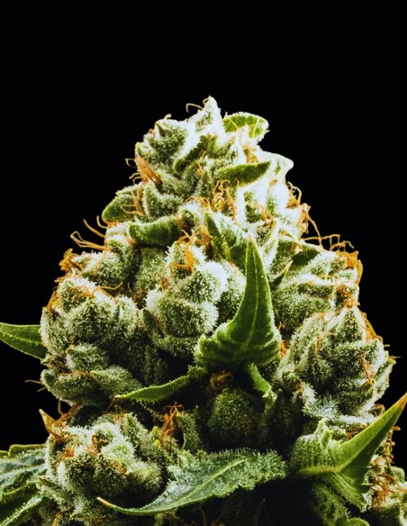 Do Si Dos Auto Seeds (Original Sensible Seeds) ⚡ Fast