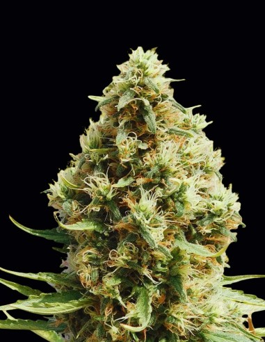 Frosted Guava Auto Seeds (Original Sensible Seeds) 🌴 Tropical