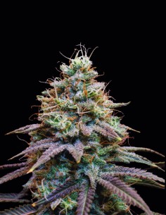 FumePop Auto Seeds (Original Sensible Seeds) 🍭 Candy
