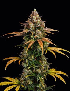 Semillas Braindamage Auto (Growers Choice) 🧠 Extrema
