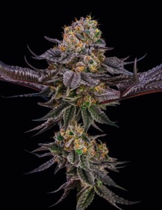 Semi King Of Kings (Silent Seeds) 🌿 Ibrido Premium