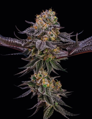 Semi King Of Kings (Silent Seeds) 🌿 Ibrido Premium