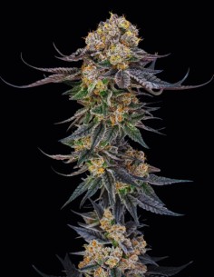 Semi King Of Kings (Silent Seeds) 🌿 Ibrido Premium 2