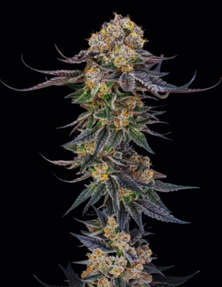 Semi King Of Kings (Silent Seeds) 🌿 Ibrido Premium