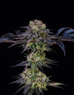 Semi Julian Marley Special (Silent Seeds) 🌿 Premium