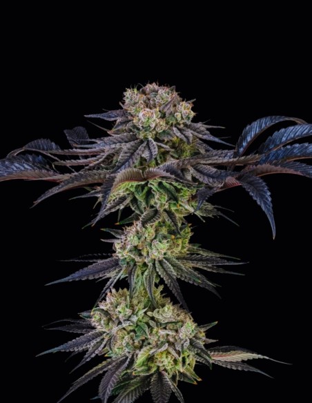 Semi Julian Marley Special (Silent Seeds) 🌿 Premium